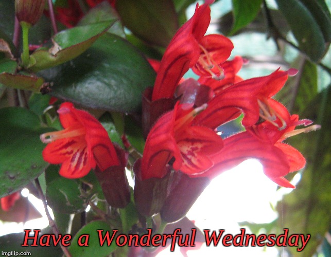 Have a Wonderful Wednesday | Have a Wonderful Wednesday | image tagged in memes,wednesday,good morning,flowers,good morning flowers | made w/ Imgflip meme maker