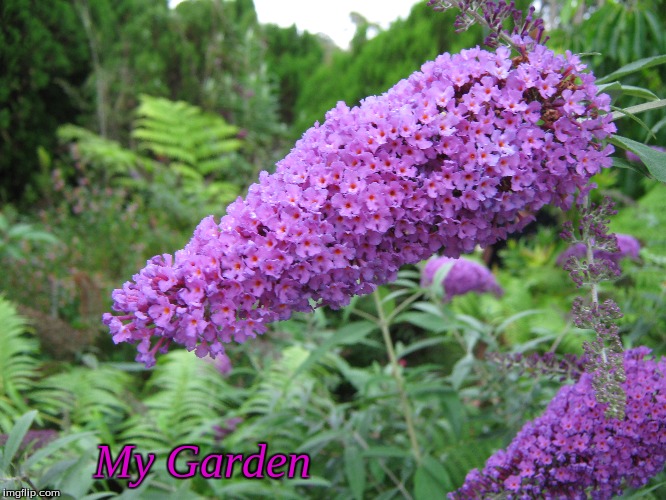 My Garden | My Garden | image tagged in memes,my garden | made w/ Imgflip meme maker