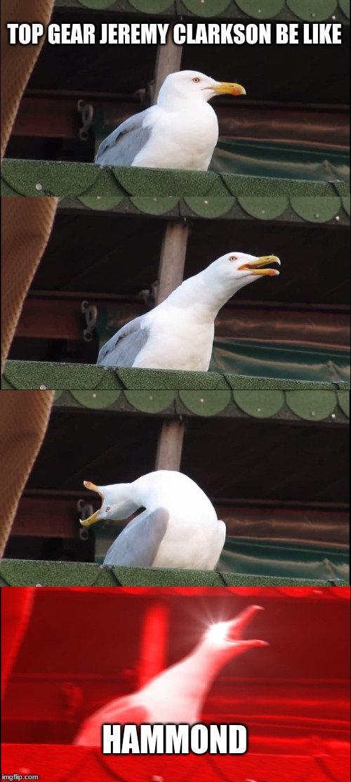 Inhaling Seagull Meme | TOP GEAR JEREMY CLARKSON BE LIKE; HAMMOND | image tagged in memes,inhaling seagull | made w/ Imgflip meme maker