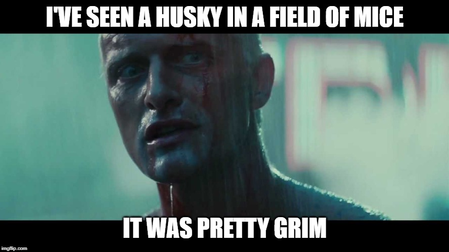 Rutger Hauer Blade Runner Tears in the Rain | I'VE SEEN A HUSKY IN A FIELD OF MICE; IT WAS PRETTY GRIM | image tagged in rutger hauer blade runner tears in the rain | made w/ Imgflip meme maker