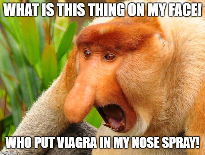 Janusz monkey screaming | WHAT IS THIS THING ON MY FACE! WHO PUT VIAGRA IN MY NOSE SPRAY! | image tagged in janusz monkey screaming | made w/ Imgflip meme maker