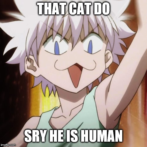 sowry | THAT CAT DO; SRY HE IS HUMAN | image tagged in cat | made w/ Imgflip meme maker