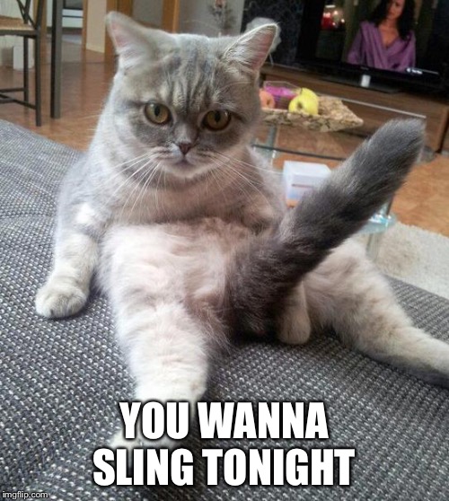 Sexy Cat Meme | YOU WANNA SLING TONIGHT | image tagged in memes,sexy cat | made w/ Imgflip meme maker