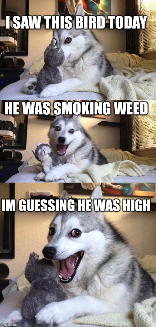 Bad Pun Dog | I SAW THIS BIRD TODAY; HE WAS SMOKING WEED; IM GUESSING HE WAS HIGH | image tagged in memes,bad pun dog | made w/ Imgflip meme maker