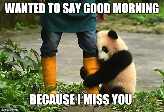 i miss you beary much | WANTED TO SAY GOOD MORNING; BECAUSE I MISS YOU | image tagged in i miss you beary much | made w/ Imgflip meme maker