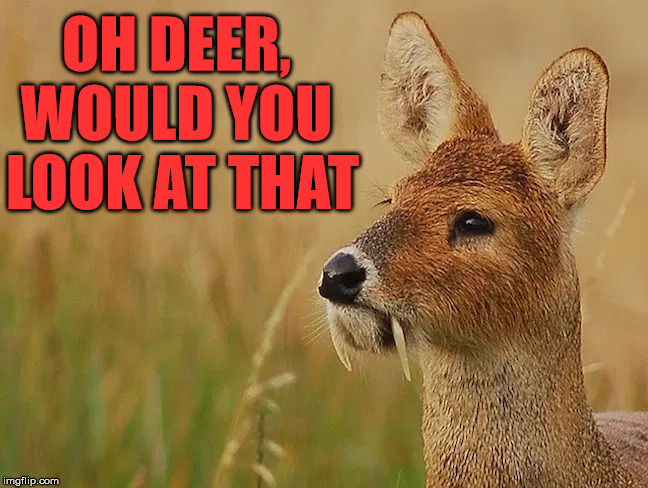 The rare Saber-tooth Deer | OH DEER, 
WOULD YOU 
LOOK AT THAT | image tagged in frontpage,deer | made w/ Imgflip meme maker