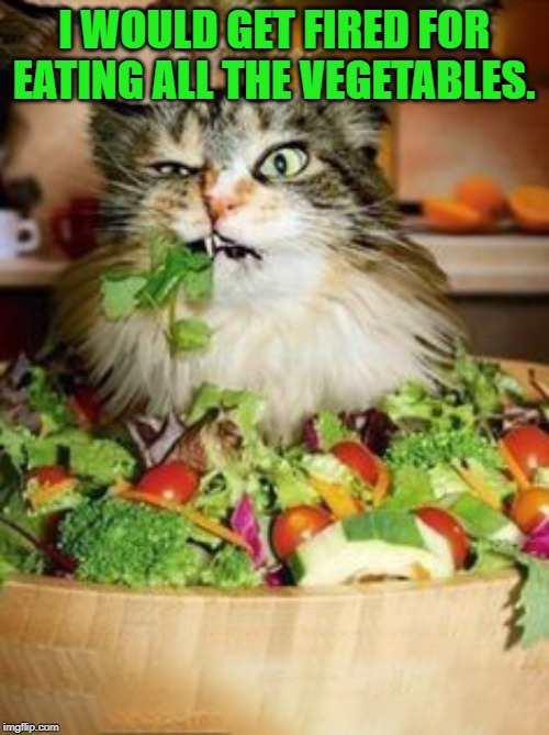 salad-cat | I WOULD GET FIRED FOR EATING ALL THE VEGETABLES. | image tagged in salad-cat | made w/ Imgflip meme maker