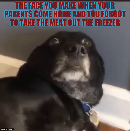Freezer Doom | THE FACE YOU MAKE WHEN YOUR PARENTS COME HOME AND YOU FORGOT TO TAKE THE MEAT OUT THE FREEZER | image tagged in scared dog | made w/ Imgflip meme maker