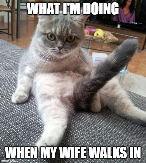 Sexy Cat | WHAT I'M DOING; WHEN MY WIFE WALKS IN | image tagged in memes,sexy cat | made w/ Imgflip meme maker
