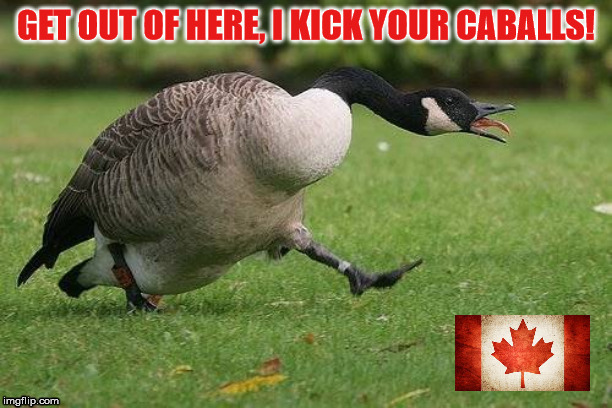 CANADIAN GOOSE | image tagged in loud_voice | made w/ Imgflip meme maker