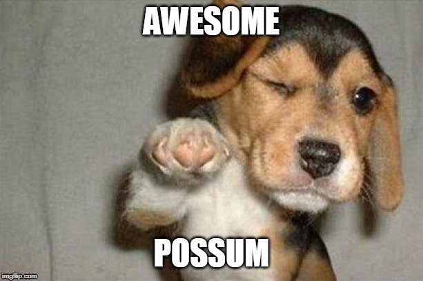 Awesome Dog | AWESOME; POSSUM | image tagged in awesome dog | made w/ Imgflip meme maker