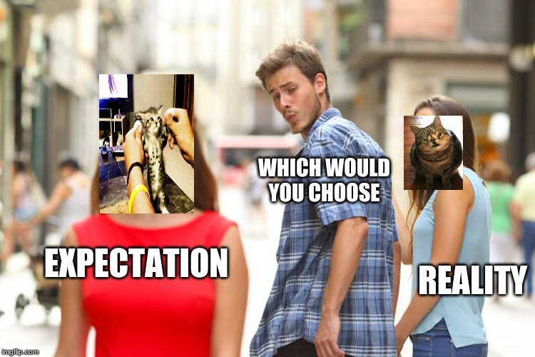 Distracted Boyfriend | WHICH WOULD YOU CHOOSE; EXPECTATION; REALITY | image tagged in memes,distracted boyfriend | made w/ Imgflip meme maker