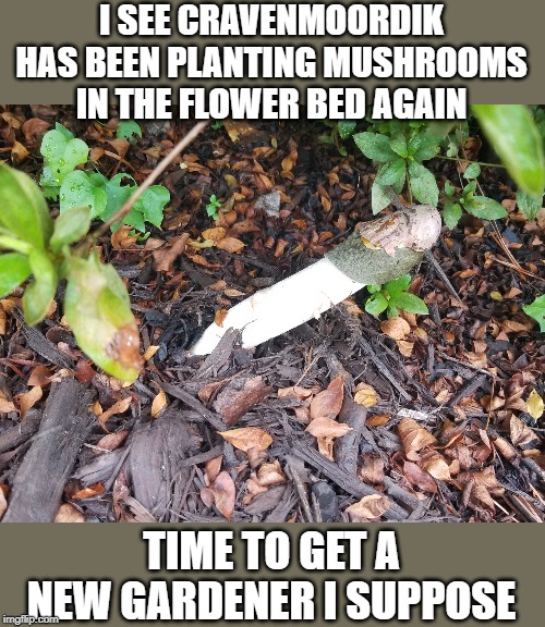 Couldn't figure out why it smelled so musty in the yard... | I SEE CRAVENMOORDIK HAS BEEN PLANTING MUSHROOMS IN THE FLOWER BED AGAIN; TIME TO GET A NEW GARDENER I SUPPOSE | image tagged in cravenmoordik,mushrooms,gardening | made w/ Imgflip meme maker