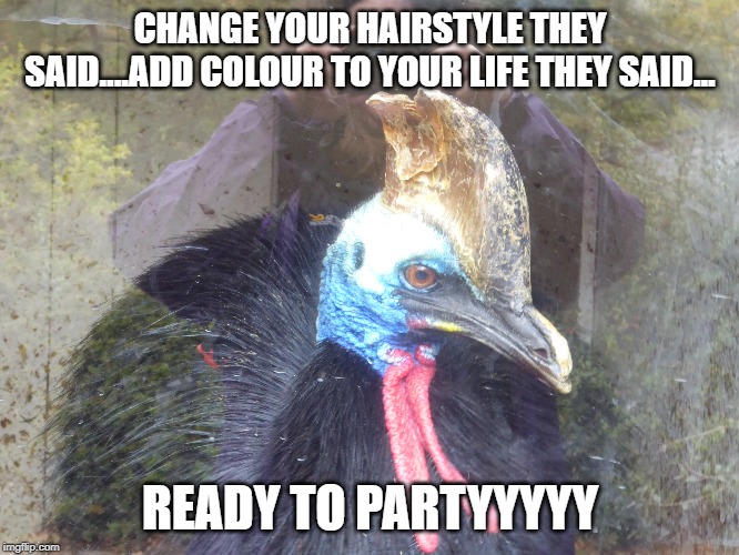 fun | CHANGE YOUR HAIRSTYLE THEY SAID....ADD COLOUR TO YOUR LIFE THEY SAID... READY TO PARTYYYYY | image tagged in funny memes | made w/ Imgflip meme maker