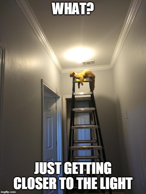 GETTING WARM? | WHAT? JUST GETTING CLOSER TO THE LIGHT | image tagged in cats,cat | made w/ Imgflip meme maker