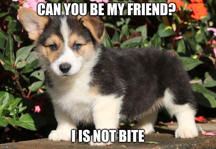 corgifriend | CAN YOU BE MY FRIEND? I IS NOT BITE | image tagged in mischievous corgi | made w/ Imgflip meme maker
