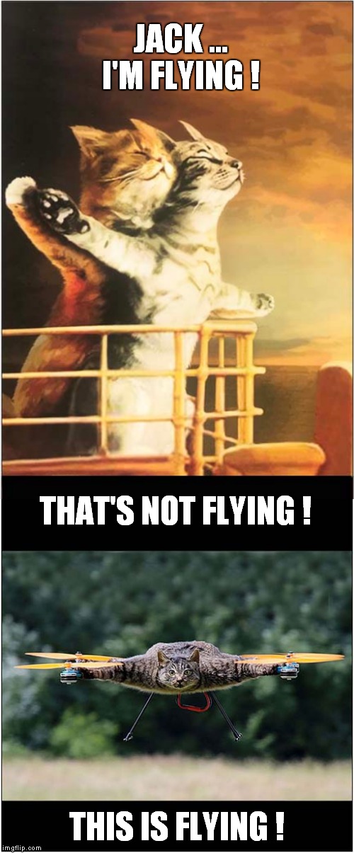Flying Cats ? | JACK ... I'M FLYING ! THAT'S NOT FLYING ! THIS IS FLYING ! | image tagged in fun,cats,titanic | made w/ Imgflip meme maker