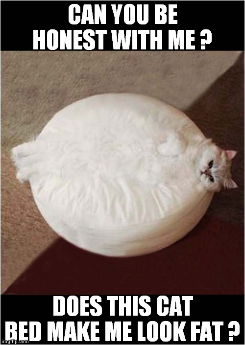 Cat on Bed | CAN YOU BE HONEST WITH ME ? DOES THIS CAT BED MAKE ME LOOK FAT ? | image tagged in cats,cat bed | made w/ Imgflip meme maker