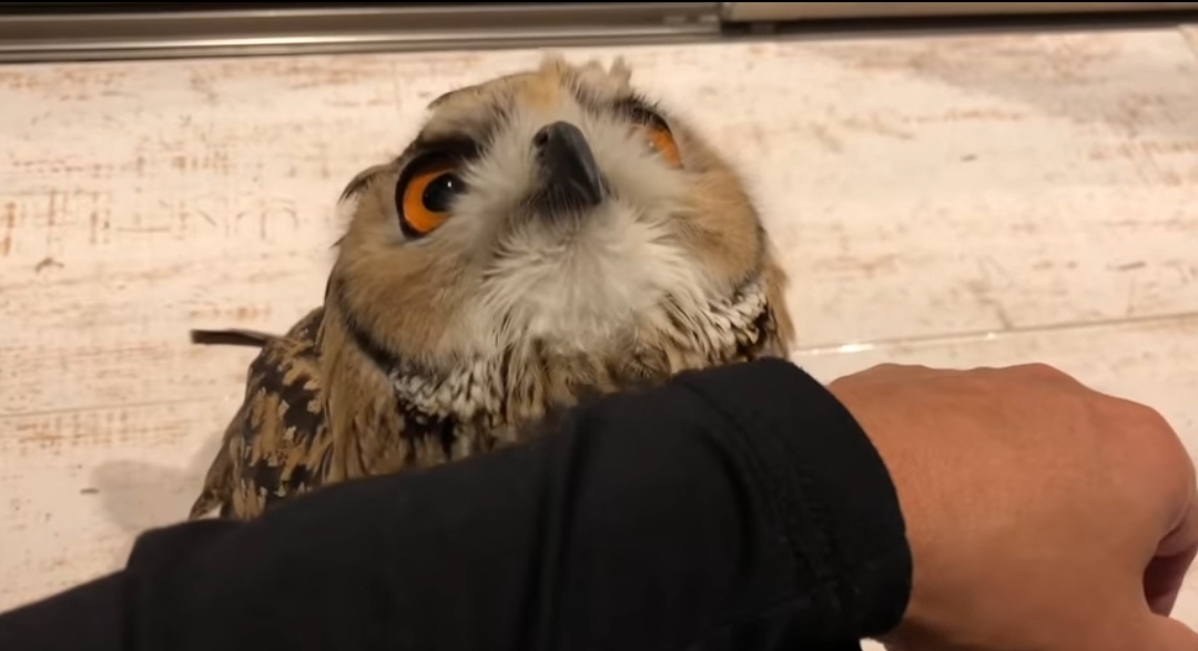 High Quality Oh No owl Blank Meme Template