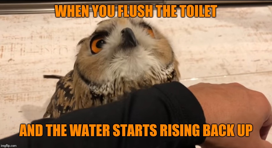 Oh No owl | WHEN YOU FLUSH THE TOILET; AND THE WATER STARTS RISING BACK UP | image tagged in oh no owl | made w/ Imgflip meme maker