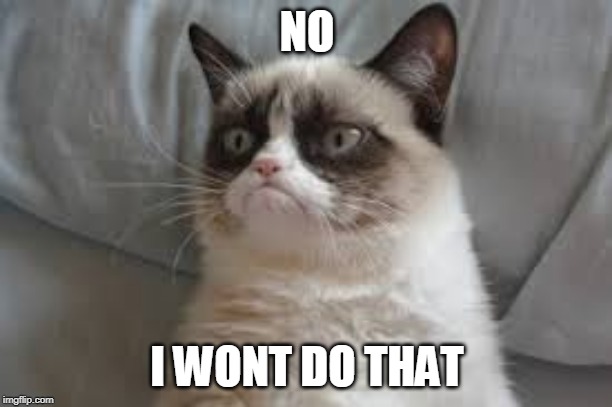 Grumpy cat | NO I WONT DO THAT | image tagged in grumpy cat | made w/ Imgflip meme maker