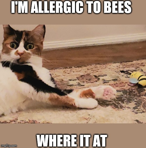 I'M ALLERGIC TO BEES; WHERE IT AT | image tagged in funny cat memes | made w/ Imgflip meme maker