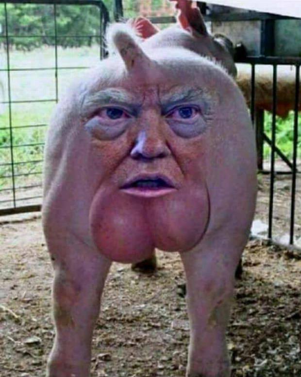 Trump pig Blank Meme Template
