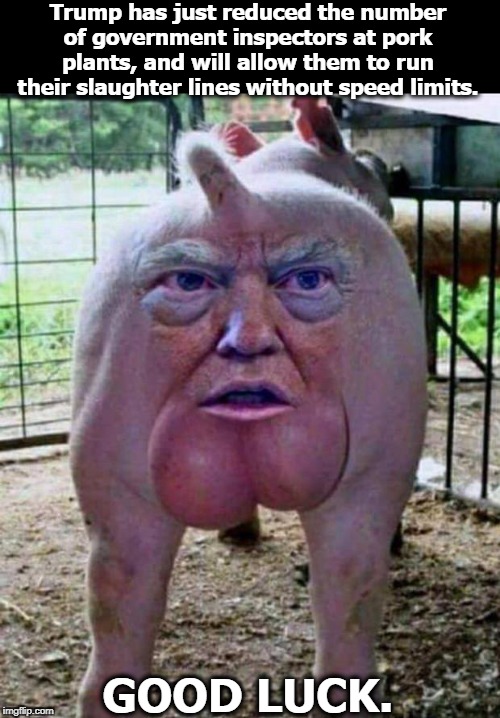 Swine flu is back. Thousands of pigs are being destroyed. Try not to get sick. | Trump has just reduced the number of government inspectors at pork plants, and will allow them to run their slaughter lines without speed limits. GOOD LUCK. | image tagged in trump pig,swine flu,food safety | made w/ Imgflip meme maker