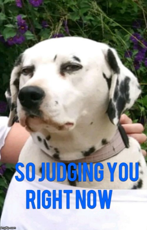 image tagged in dog meme,funny,judgmental look | made w/ Imgflip meme maker
