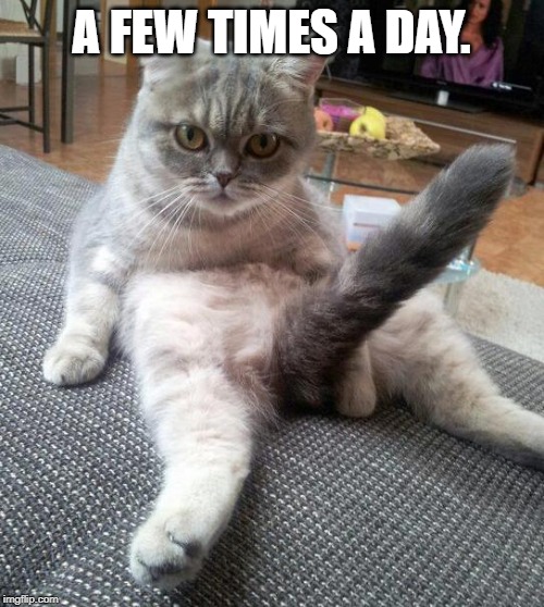 Sexy Cat Meme | A FEW TIMES A DAY. | image tagged in memes,sexy cat | made w/ Imgflip meme maker