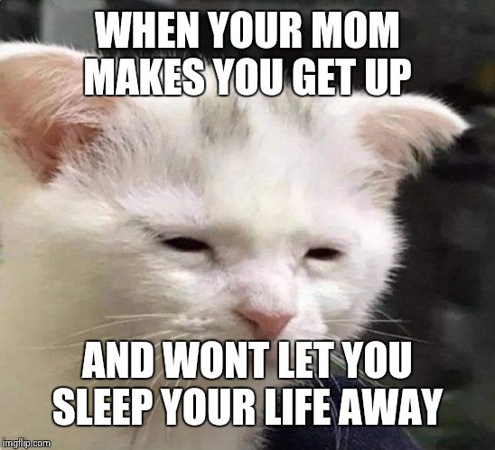 Tired cat | WHEN YOUR MOM MAKES YOU GET UP; AND WONT LET YOU SLEEP YOUR LIFE AWAY | image tagged in tired cat | made w/ Imgflip meme maker