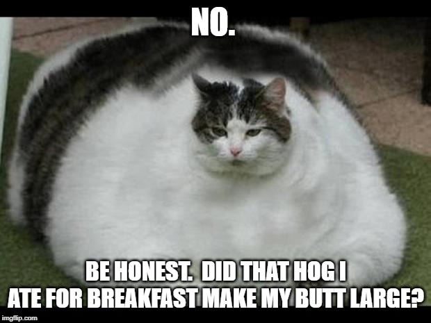 fat cat 2 | NO. BE HONEST.  DID THAT HOG I ATE FOR BREAKFAST MAKE MY BUTT LARGE? | image tagged in fat cat 2 | made w/ Imgflip meme maker