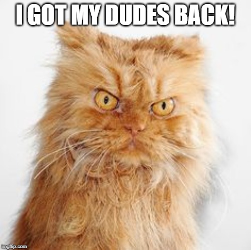 mean cat | I GOT MY DUDES BACK! | image tagged in mean cat | made w/ Imgflip meme maker