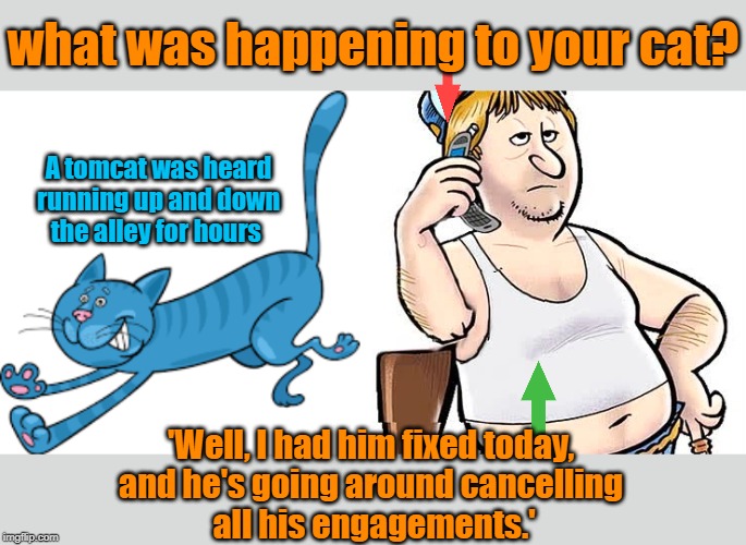 running up and down | what was happening to your cat? A tomcat was heard running up and down the alley for hours; 'Well, I had him fixed today, 
and he's going around cancelling 
all his engagements.' | image tagged in cat | made w/ Imgflip meme maker