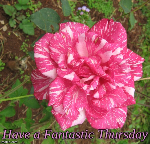 Have a Fantastic Thursday | Have a Fantastic Thursday | image tagged in memes,thursday,good morning,good morning flowers | made w/ Imgflip meme maker