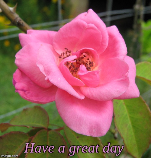 Have a great day | Have a great day | image tagged in memes,good morning,flowers | made w/ Imgflip meme maker