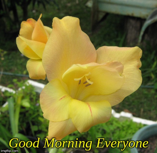 Good Morning Everyone | Good Morning Everyone | image tagged in memes,good morning,flowers,good morning flowers | made w/ Imgflip meme maker