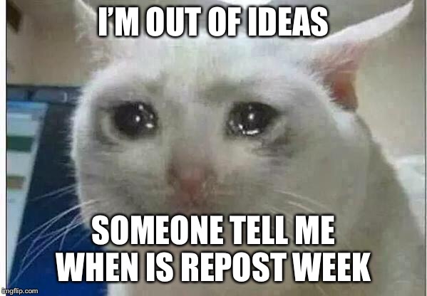 crying cat | I’M OUT OF IDEAS; SOMEONE TELL ME WHEN IS REPOST WEEK | image tagged in crying cat,out of ideas,memes,repost week | made w/ Imgflip meme maker