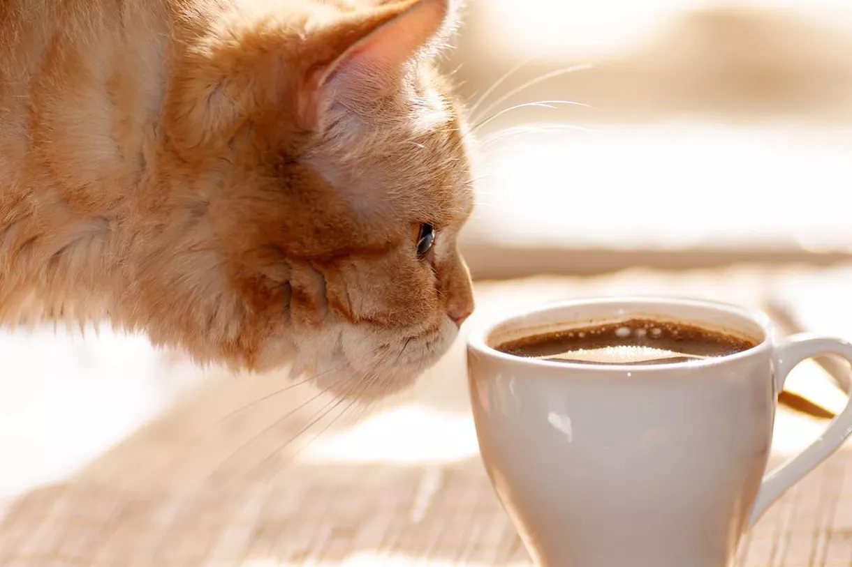 High Quality Cat coffee Blank Meme Template