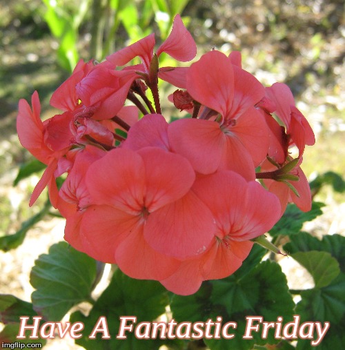 Have a Fantastic Friday | Have A Fantastic Friday | image tagged in memes,flowers,good morning,good morning flowers | made w/ Imgflip meme maker