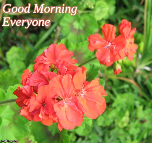 Good Morning Everyone | Good Morning
Everyone | image tagged in memes,flowers,good morning,good morning flowers | made w/ Imgflip meme maker