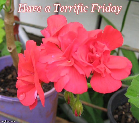 Have a Terrific Friday | Have a Terrific Friday | image tagged in memes,flowers,good morning,good morning flowers,friday | made w/ Imgflip meme maker