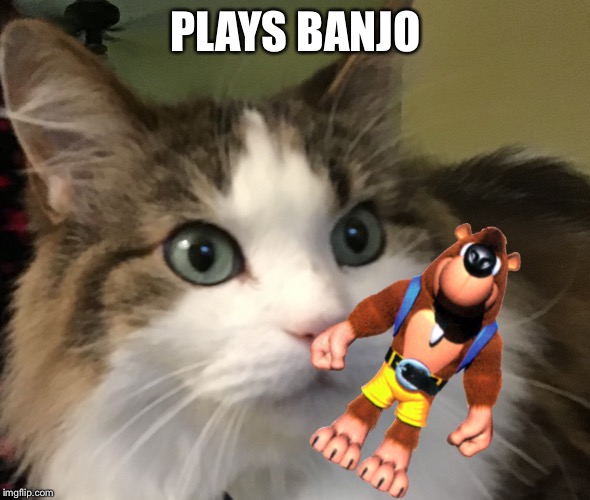 Banjo cat | PLAYS BANJO | image tagged in banjo cat | made w/ Imgflip meme maker