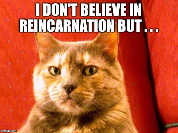 Suspicious Cat Meme | I DON’T BELIEVE IN REINCARNATION BUT . . . | image tagged in memes,suspicious cat | made w/ Imgflip meme maker