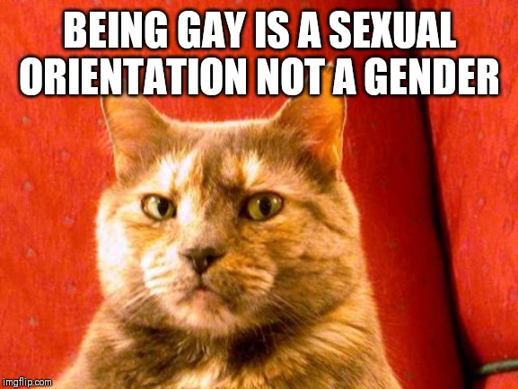 Suspicious Cat Meme | BEING GAY IS A SEXUAL ORIENTATION NOT A GENDER | image tagged in memes,suspicious cat | made w/ Imgflip meme maker