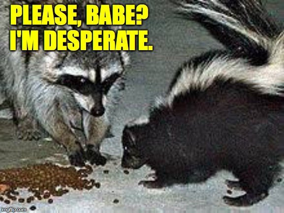Another Saturday night and I ain't got nobody...  ) : | PLEASE, BABE?  I'M DESPERATE. | image tagged in memes,booty call,desperate times call for desperate measures,skunk and raccoon | made w/ Imgflip meme maker