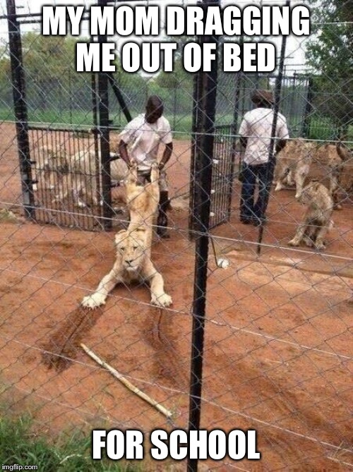 Dragging a Lion | MY MOM DRAGGING ME OUT OF BED; FOR SCHOOL | image tagged in dragging a lion | made w/ Imgflip meme maker