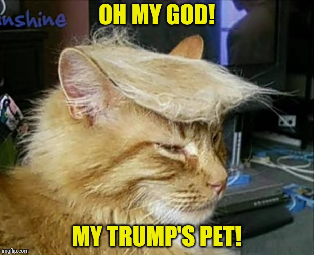 My trump's cat with trump's hair! Wow | OH MY GOD! MY TRUMP'S PET! | image tagged in donald trump,cats,funny,wtf,donald trump cat,trump | made w/ Imgflip meme maker