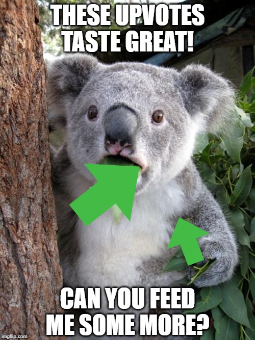Upvote Koala | THESE UPVOTES TASTE GREAT! CAN YOU FEED ME SOME MORE? | image tagged in memes,surprised koala,upvote,begging | made w/ Imgflip meme maker