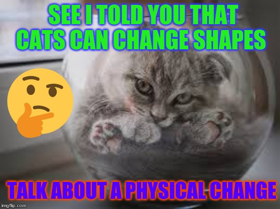 SEE I TOLD YOU THAT CATS CAN CHANGE SHAPES; TALK ABOUT A PHYSICAL CHANGE | image tagged in cat | made w/ Imgflip meme maker